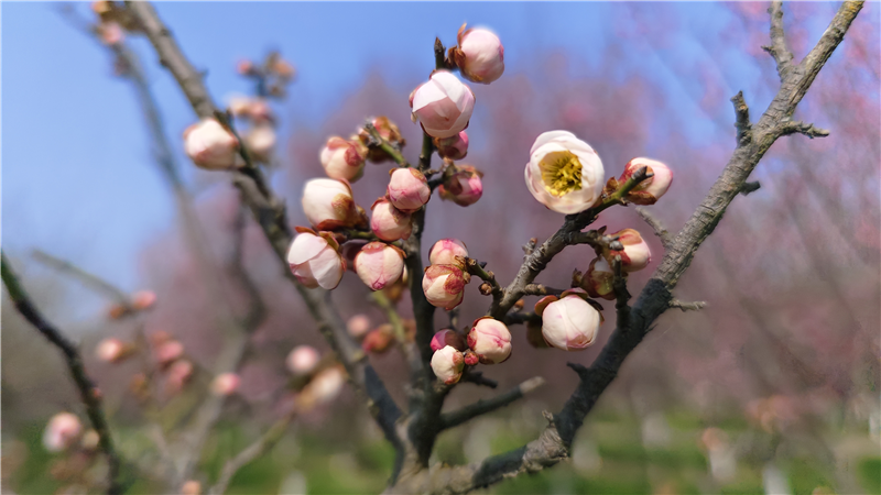 【春日裏的河南】週口鄲城：梅花朵朵開 只把春來報_fororder_圖片9