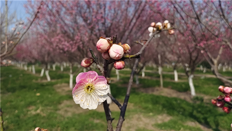 【春日裏的河南】週口鄲城：梅花朵朵開 只把春來報_fororder_圖片8
