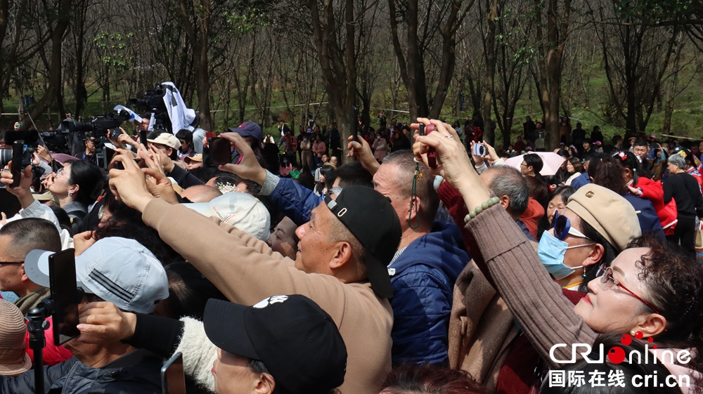 当樱花与交响乐相遇 贵阳路边音乐会·贵安樱花园浪漫开唱_fororder_现场观众用手机记录现场音乐会.JPG