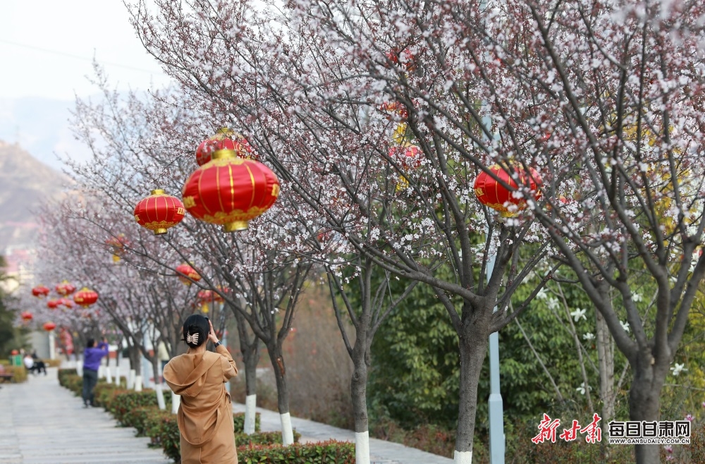 武都東江公園玉蘭盛放花影婆娑_fororder_7