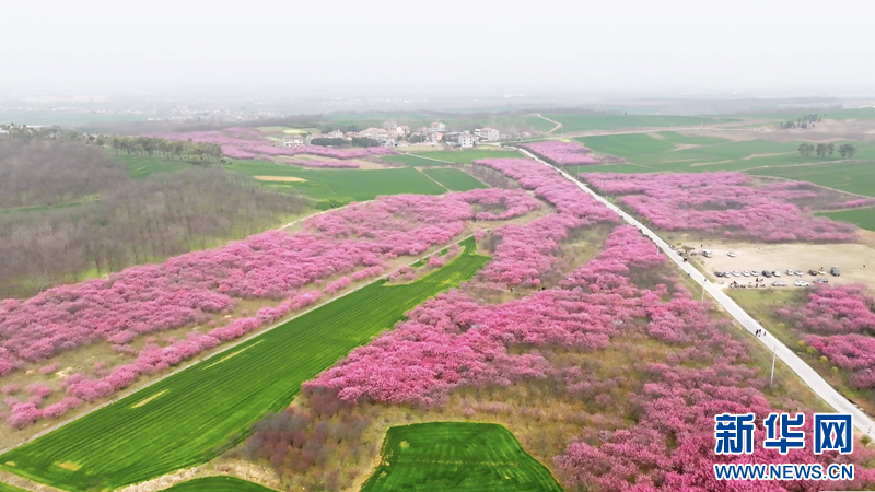 湖北老河口：红梅吐蕊迎春来 暗香浮动醉游人