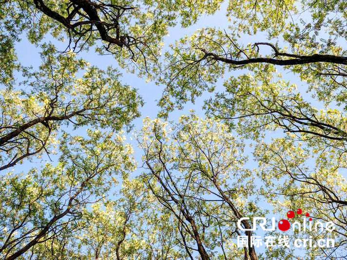 【河南供稿】“虚怀若谷” 河南工程学院首届槐花文化艺术节开幕