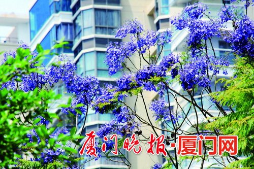 【旅游列表】【滚动新闻】蓝花楹盛开半个月 忠仑公园等多个公园可赏