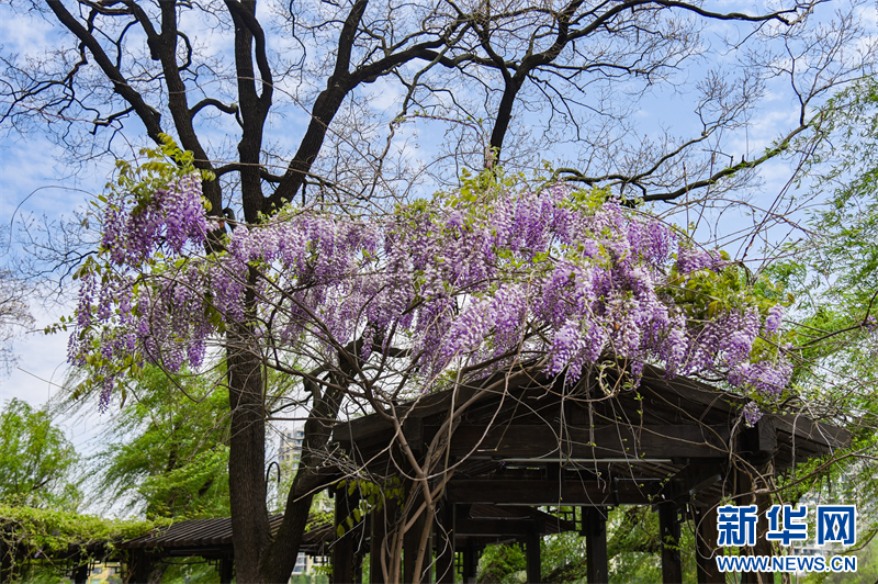 南京：百年紫藤花开如瀑 带来春日浪漫