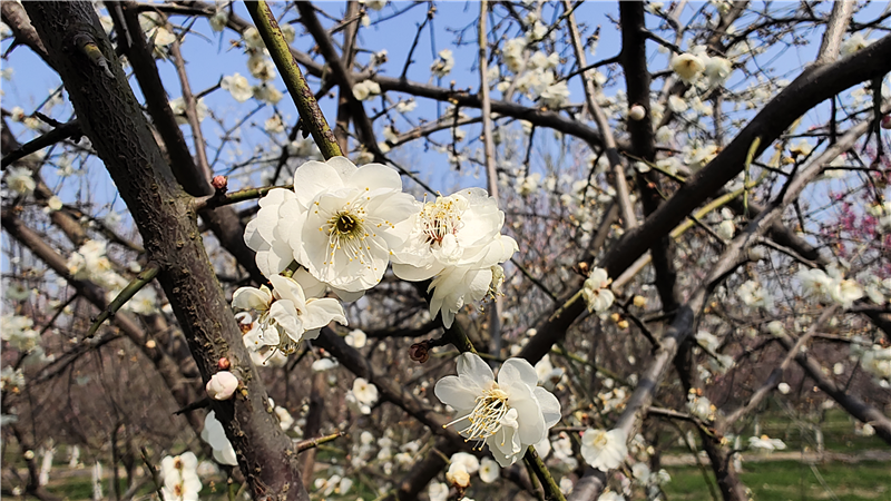 【春日里的河南】周口郸城：梅花朵朵开 只把春来报_fororder_图片12