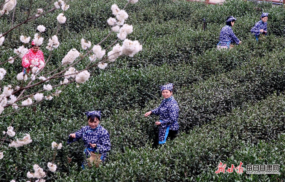 房前花好看 屋后茶飘香 文县春茶开始采摘啦！_fororder_4