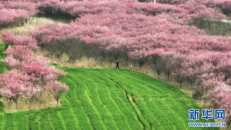 湖北老河口：红梅吐蕊迎春来 暗香浮动醉游人