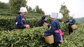  Huishui, Guizhou: The tea is beautiful and the first tea in spring is busy picking