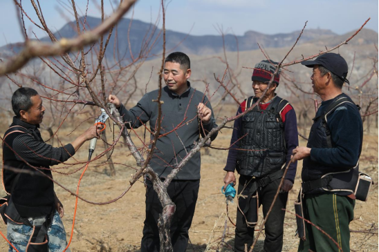 保定徐水区：备战春耕  打造山区林果业致富路_fororder_1_保定徐水区：备战春耕  打造山区林果业致富路102