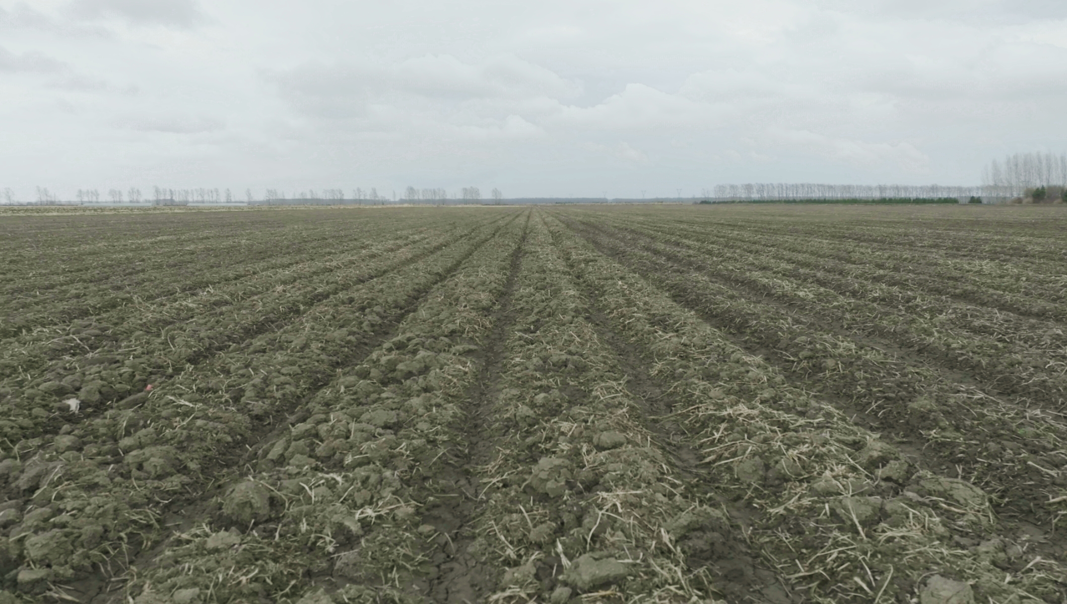 下辖地区蝉联“全国产粮第一县” 黑龙江省富锦市凭什么能两获殊荣？