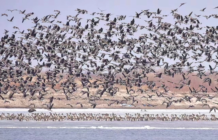 醉龍江丨佳木斯市東風區:又是一年雁歸來_fororder_微信圖片_20240319150833