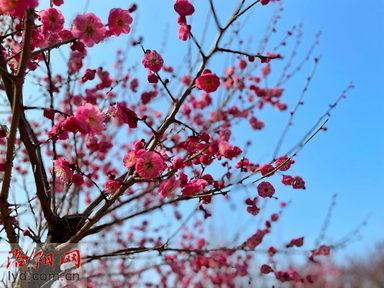 Best Time for Enjoying Plum Blossoms_fororder_圖片1