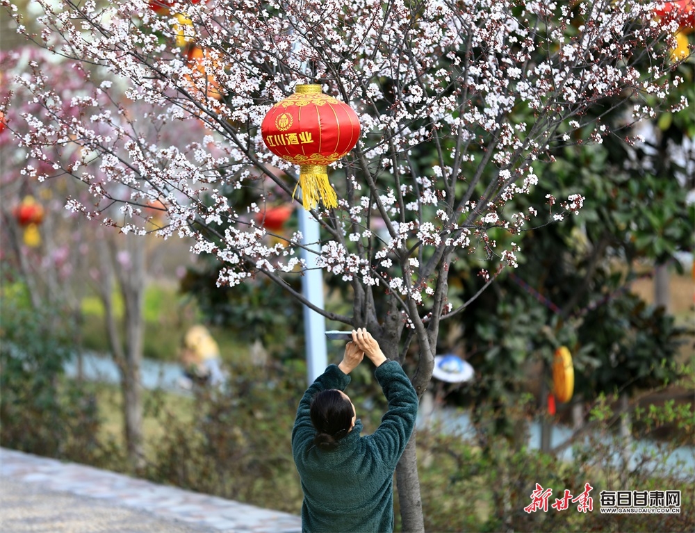 武都東江公園玉蘭盛放花影婆娑_fororder_8