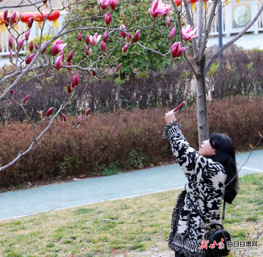 武都東江公園玉蘭盛放花影婆娑_fororder_6