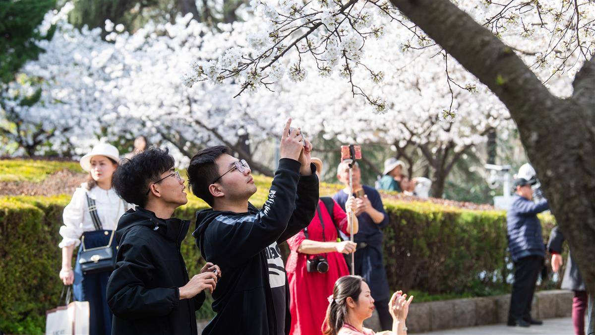 武汉大学樱花盛放