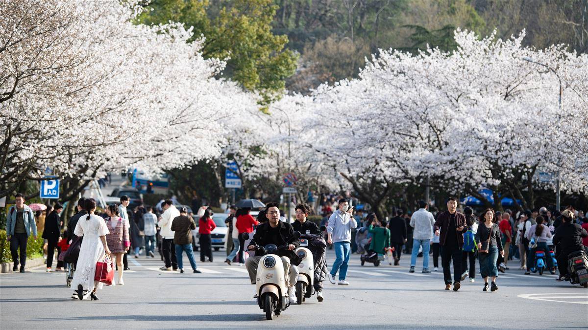 武漢大學櫻花盛放