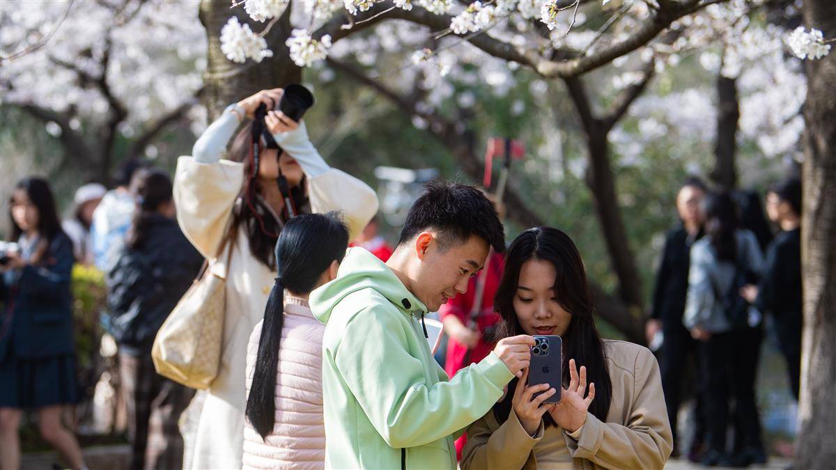 武漢大學櫻花盛放