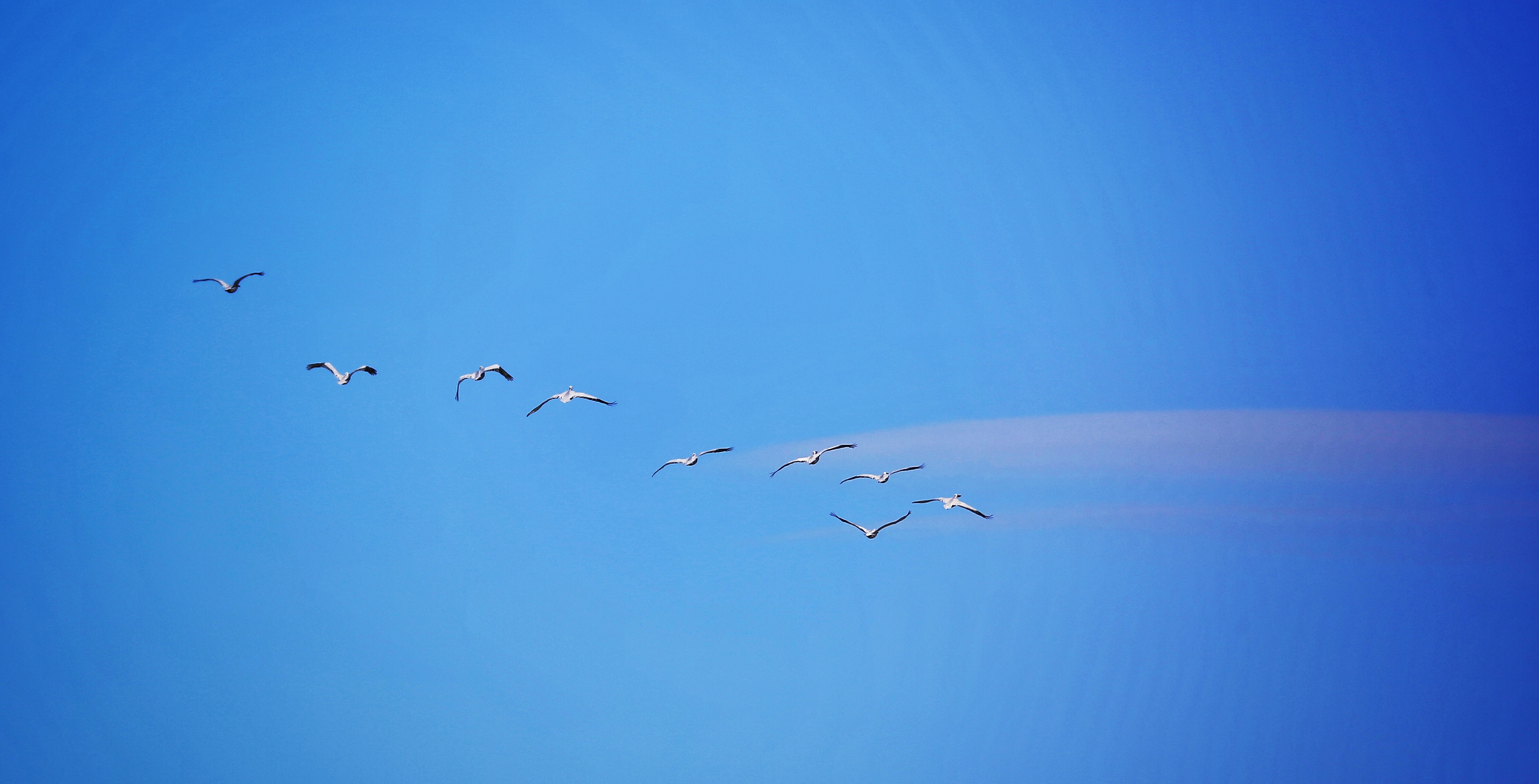 河北涞源:世界濒危动物卷羽鹈鹕再次现身涞源湖 - 国际在线移动版