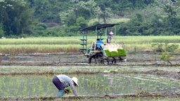 廣西富川：機械插秧忙 水田披“綠裝”