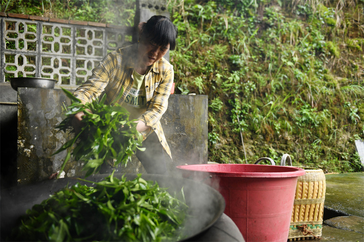 广西龙胜：谷雨时节  古茶树园里采茶忙_fororder_4月19日，在广西桂林市龙胜各族自治县江底乡江底村，茶农煮茶叶。 (1).JPG