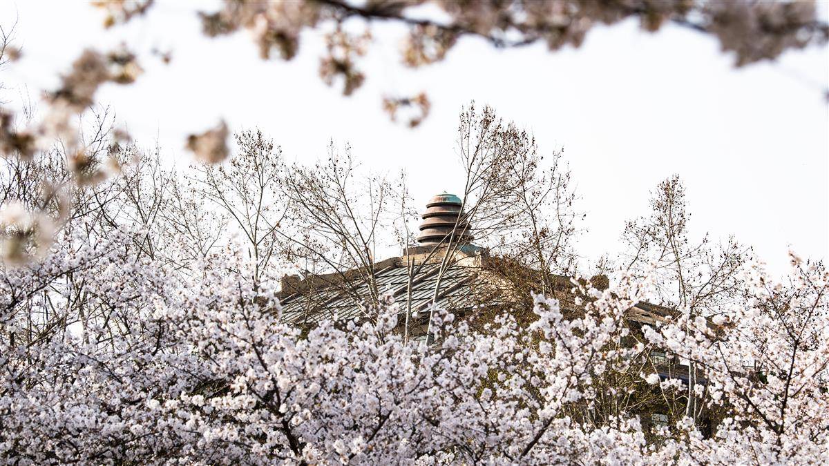 武漢大學櫻花盛放