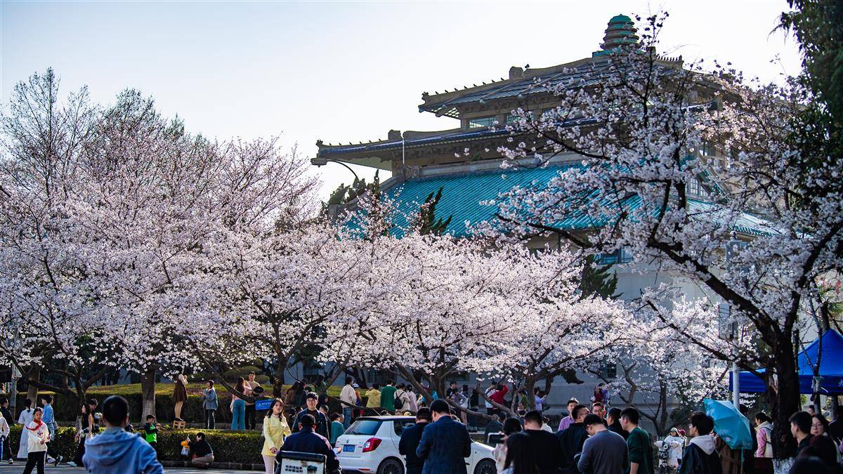 武汉大学樱花盛放