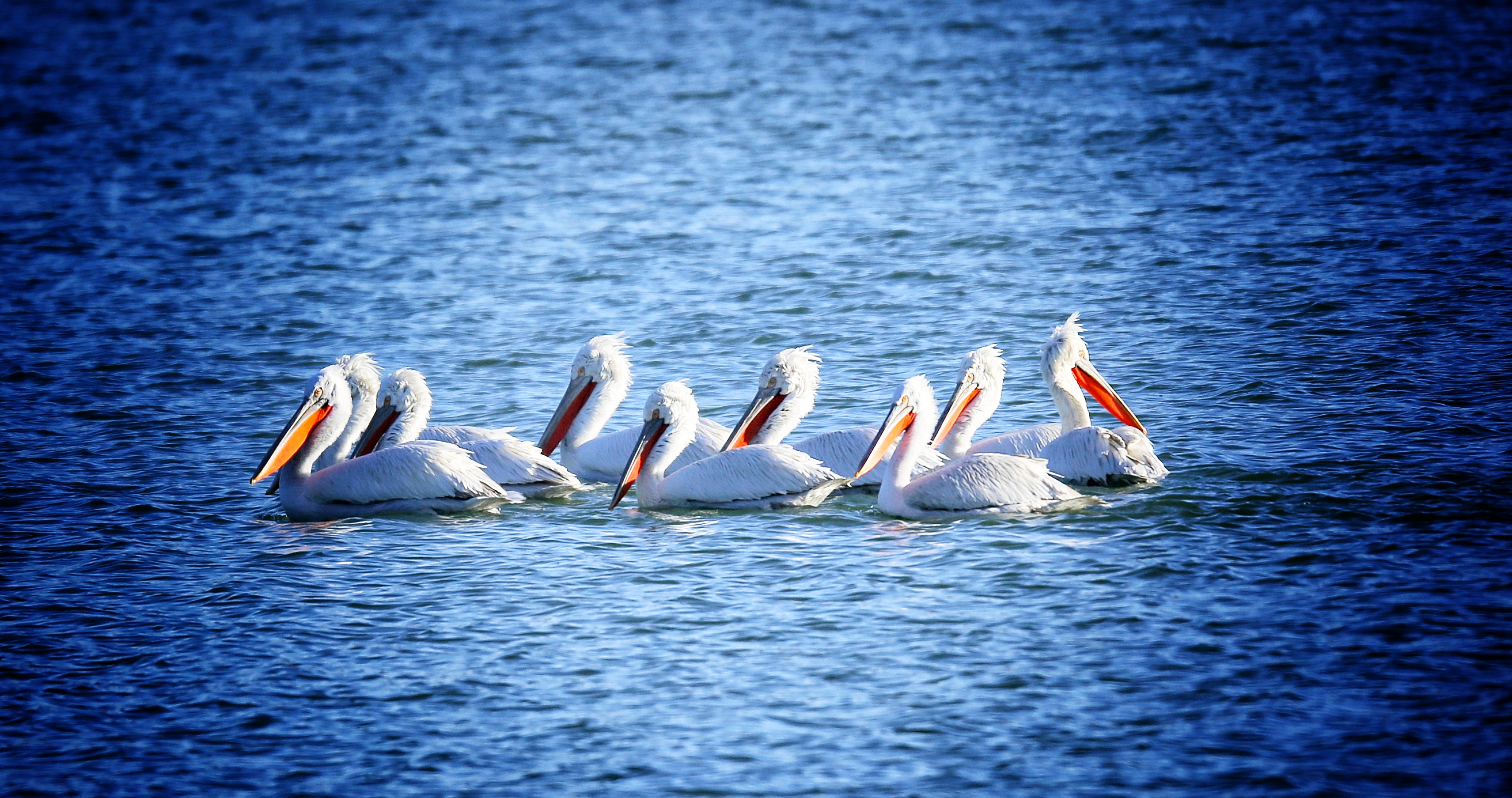 河北涞源：世界濒危动物卷羽鹈鹕再次现身涞源湖_fororder_3