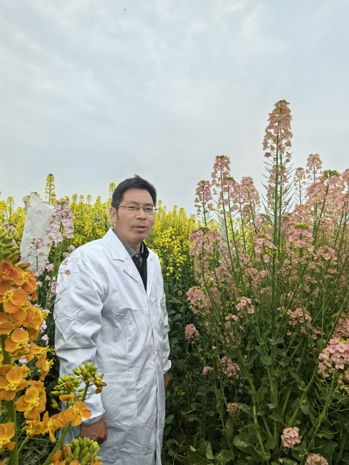 （转载）彩色油菜花美出圈最大功臣或是萝卜