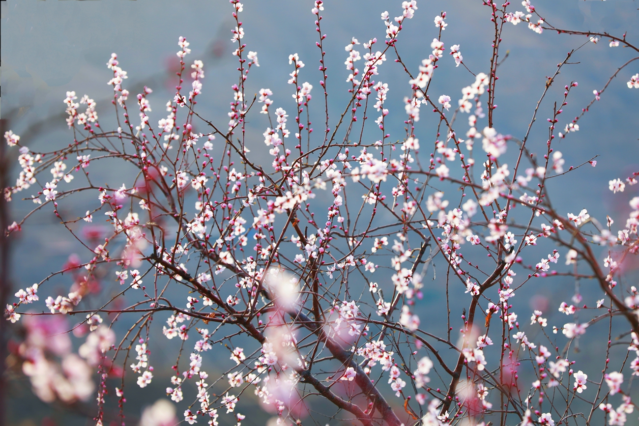 保定市满城区：山桃花盛开 乡村旅游热起来_fororder_山桃花开粉艳艳 摄影 田素然