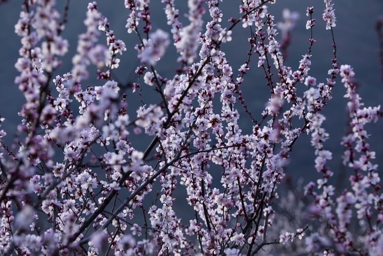 保定市满城区山桃花盛开乡村旅游热起来