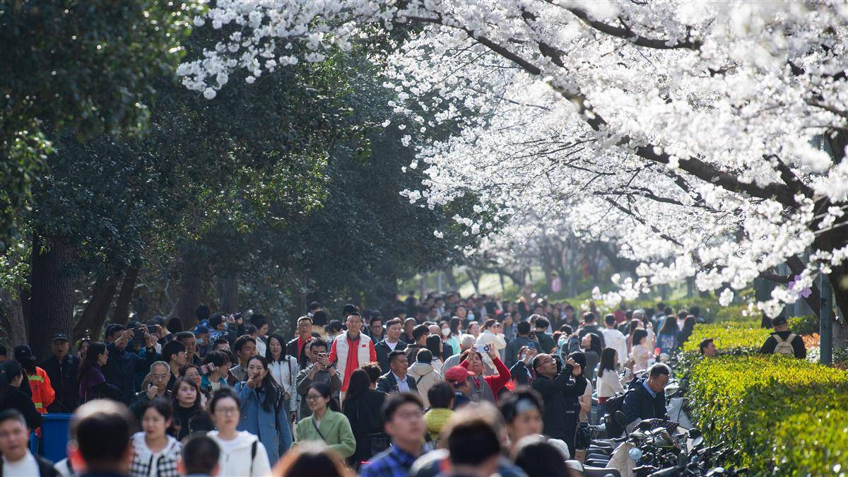 武汉大学樱花盛放