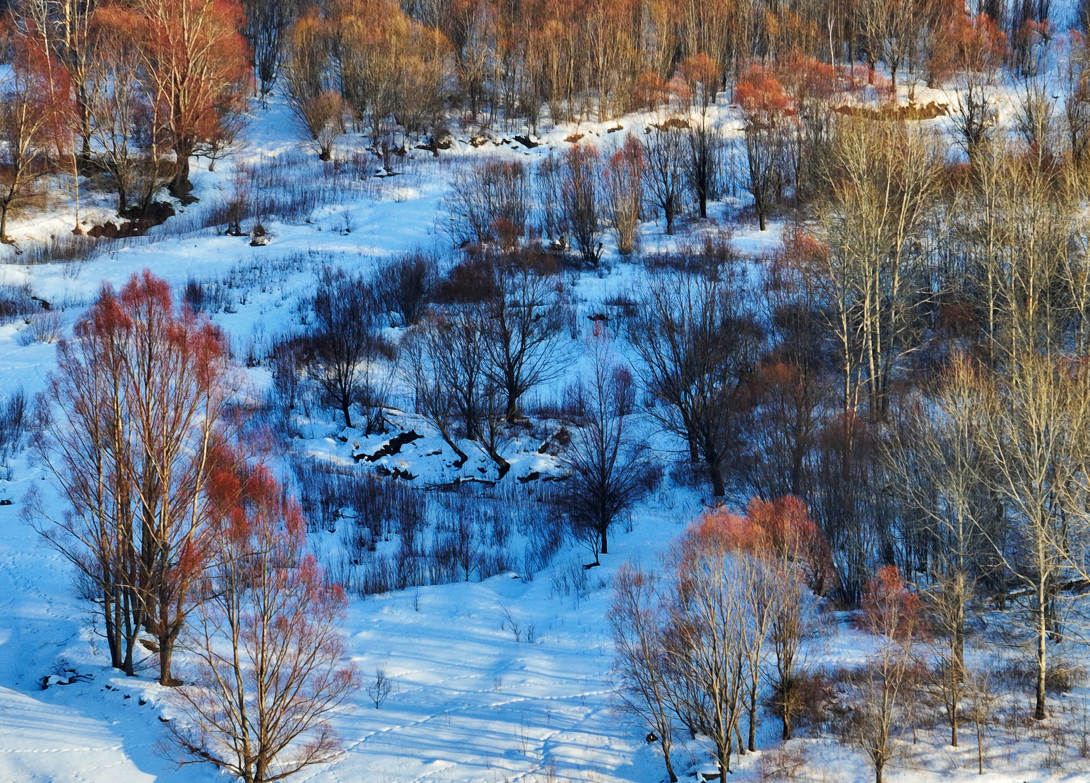 内蒙古根河：春雪映红柳_fororder_红毛柳与山峰相依相偎