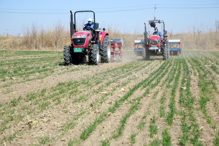 河北黄骅：旱碱麦田管护忙_fororder_图片3