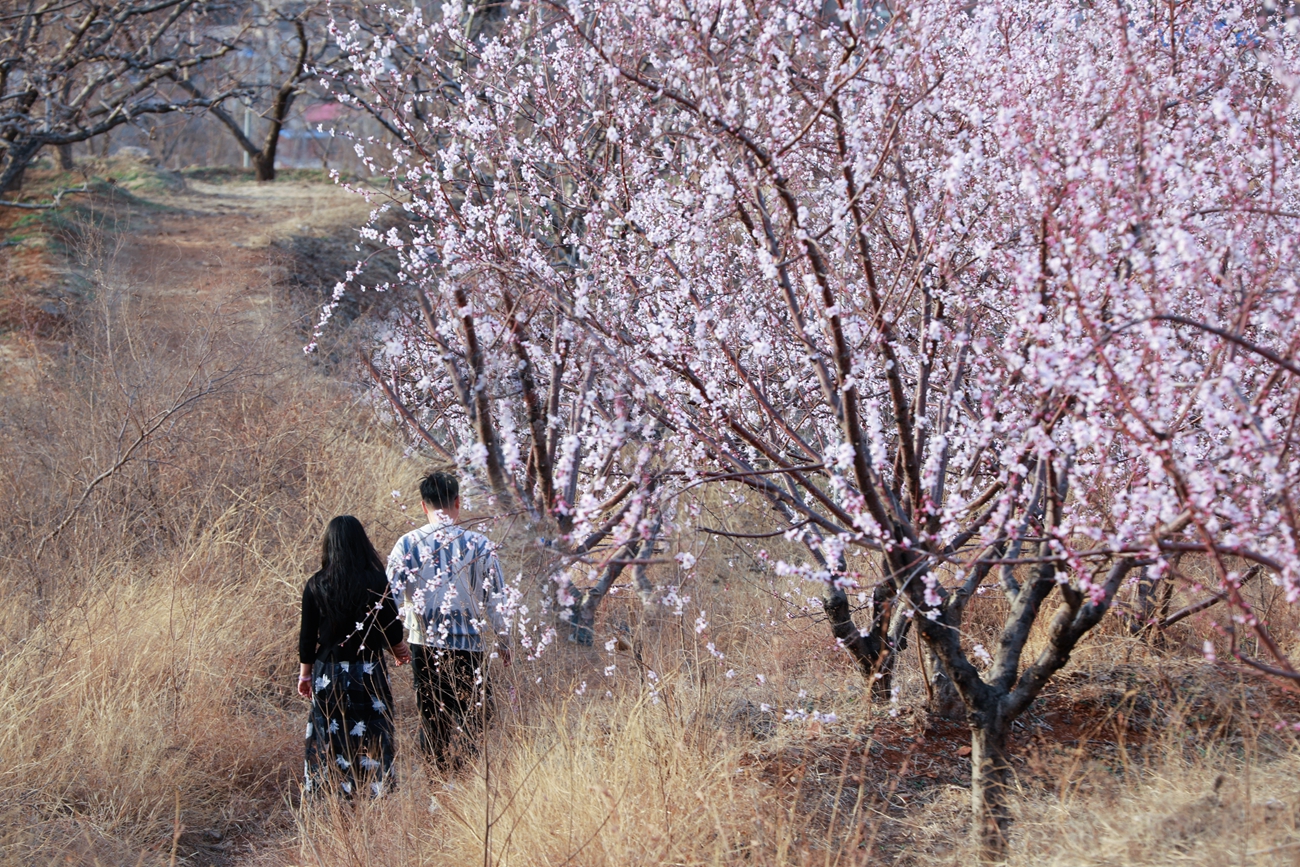 保定市满城区：山桃花盛开 乡村旅游热起来_fororder_行人打卡驻足山桃花下 摄影 田素然
