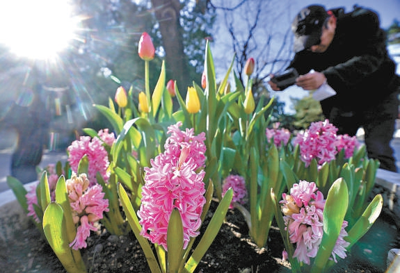 北京中山公园 郁金香特色品种首次集中亮相