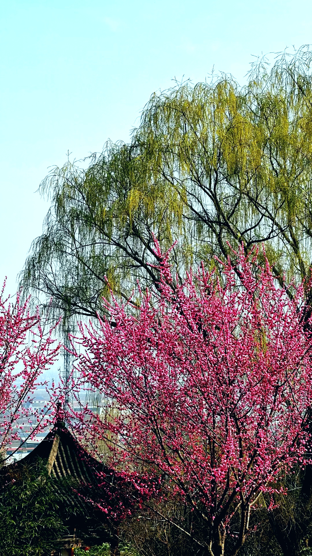 【镜观陕西·第9期】西安市鄠邑区：阿姑泉牡丹苑百亩梅花陆续绽放_fororder_微信图片_20240321161658