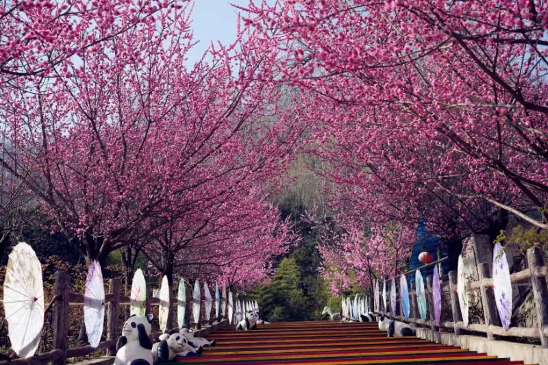 【镜观陕西·第9期】西安市鄠邑区：阿姑泉牡丹苑百亩梅花陆续绽放_fororder_微信图片_20240321161637