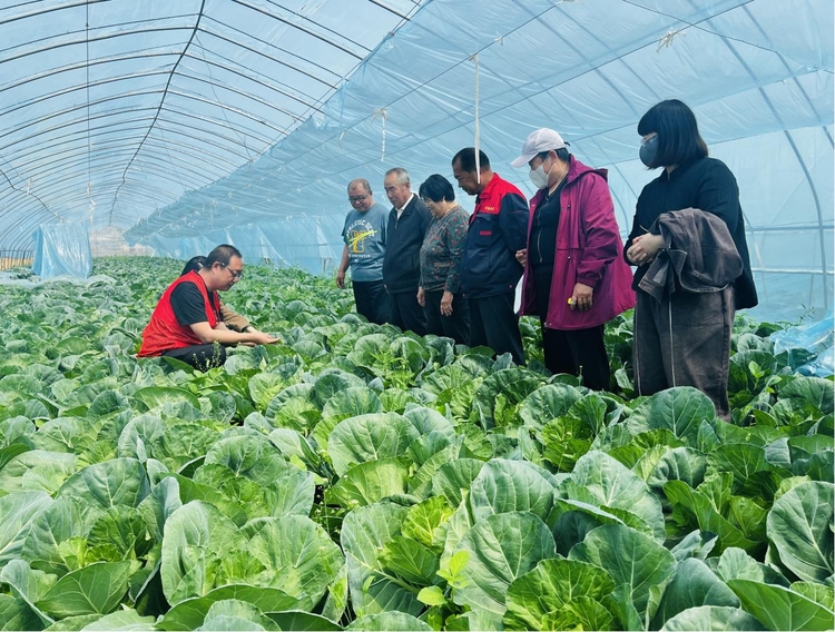 河北涞水：“量体裁衣”到地头 培养乡村“新农人”_fororder_图为涞水县胡家庄乡南辛庄村的蔬菜大棚内，农技专家指导农民学员圆白菜管理技术。（李金璐 摄）