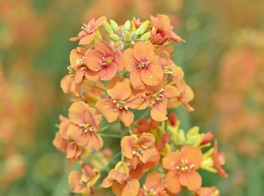 （转载）彩色油菜花美出圈最大功臣或是萝卜