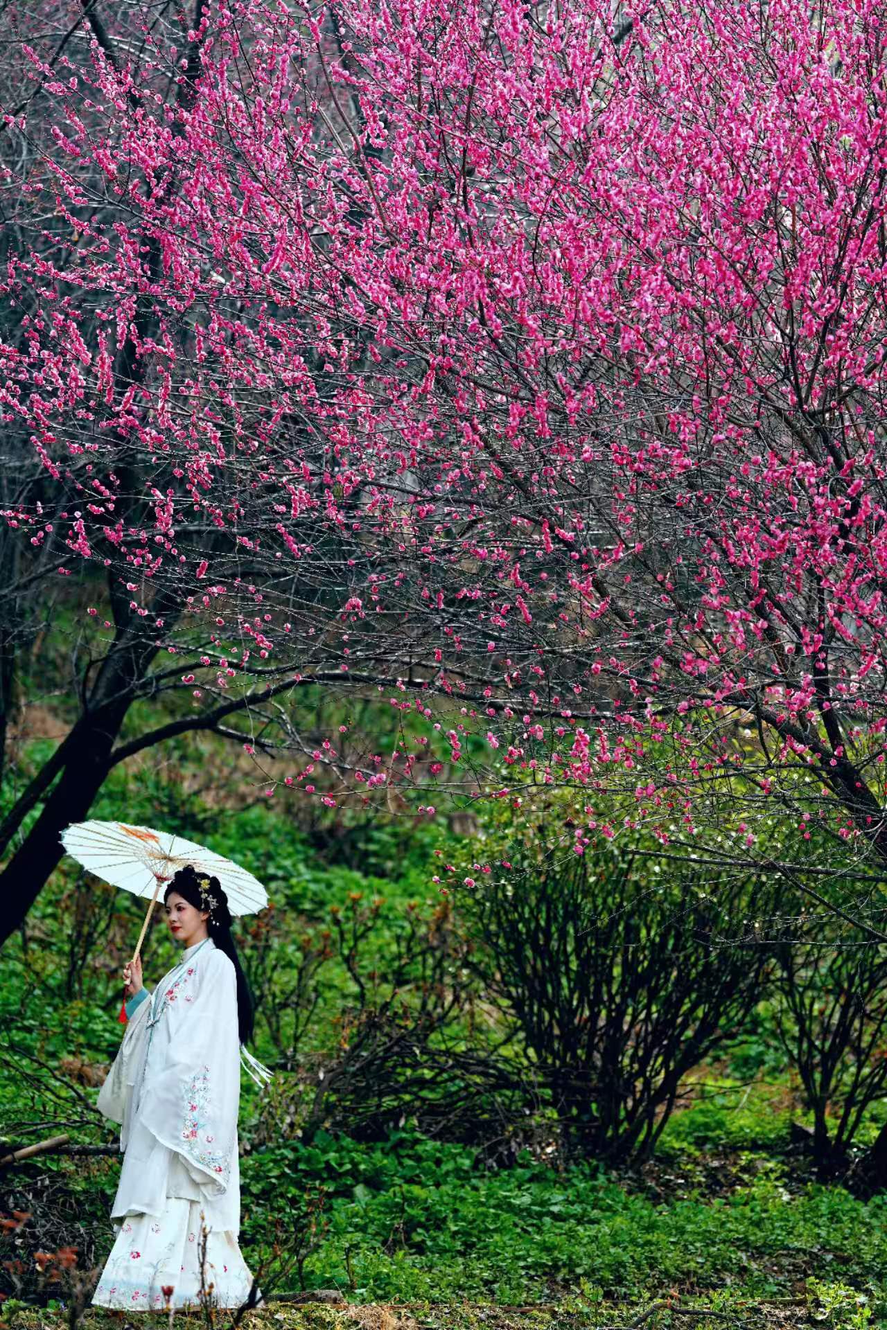 【镜观陕西·第9期】西安市鄠邑区：阿姑泉牡丹苑百亩梅花陆续绽放_fororder_微信图片_20240321161652