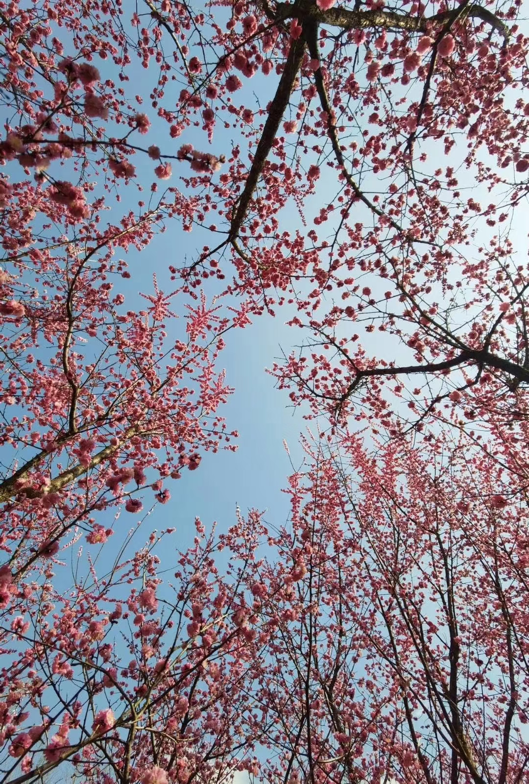 【镜观陕西·第9期】西安市鄠邑区：阿姑泉牡丹苑百亩梅花陆续绽放_fororder_微信图片_20240321161703