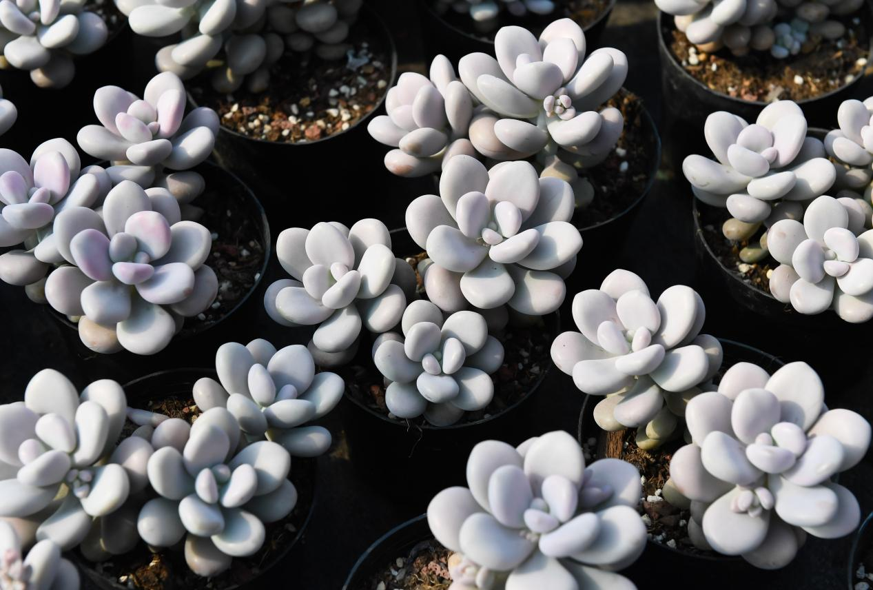 邯郸冀南新区：多肉产销旺 线上销售忙_fororder_图片6