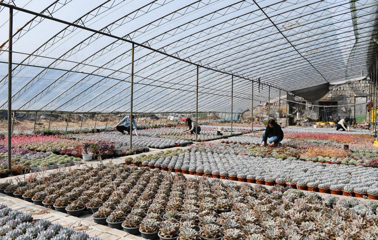 邯鄲冀南新區：多肉産銷旺 線上銷售忙_fororder_圖片1