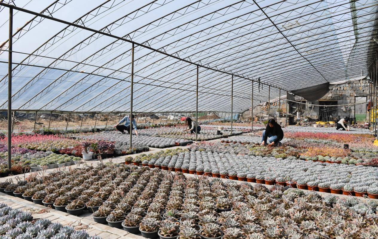 邯郸冀南新区：多肉产销旺 线上销售忙_fororder_图片1