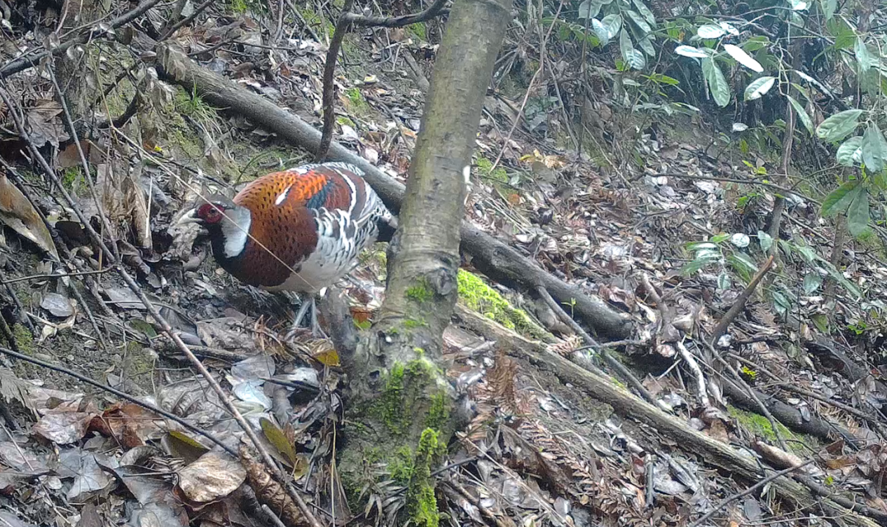 “國家一級”珍禽白頸長尾雉現身湖南崀山_fororder_圖片14