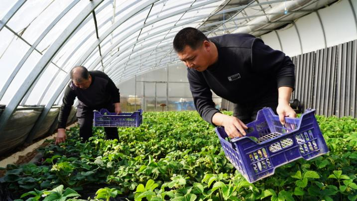 北国春来早丨从春耕一线看端牢“中国饭碗”_fororder_北3