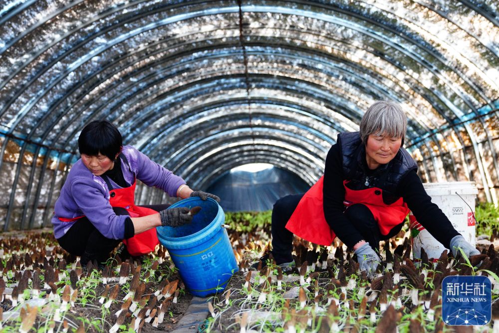 山東微山：漁光農光互補賦能塌陷區治理