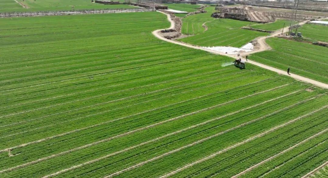 石家庄市鹿泉区： 春来农事忙 机械化助力小麦春管_fororder_图片 2