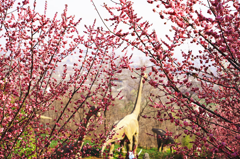 【镜观陕西·第9期】西安市鄠邑区：阿姑泉牡丹苑百亩梅花陆续绽放_fororder_微信图片_20240321161633