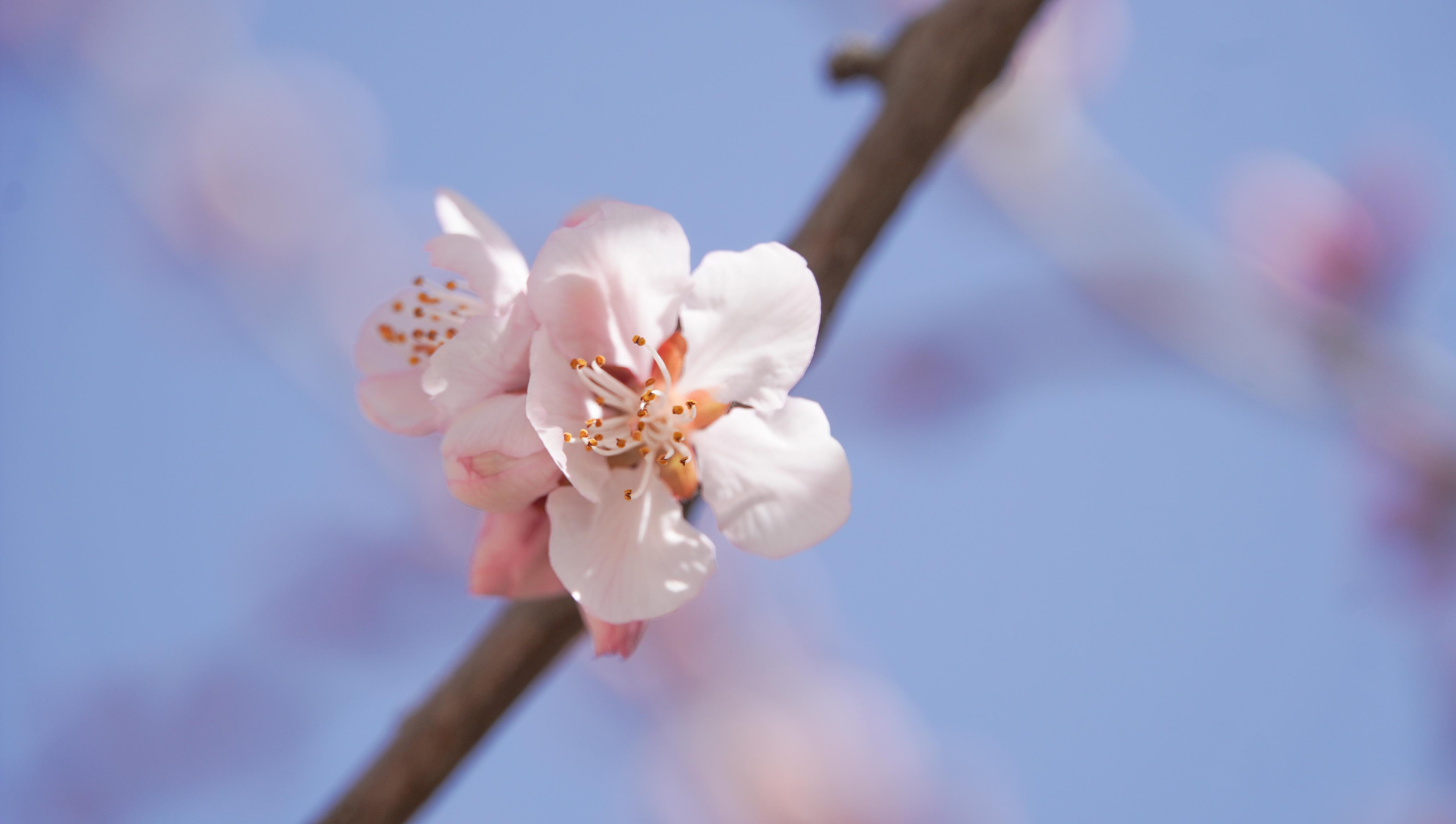 桃花绽放柳树抽绿 兰州树梢报早春